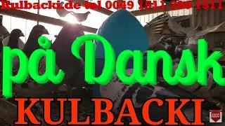 på Dansk, RACING PIGEONS KULBACKI tel.: +49-1511-290-1511