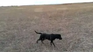 Ruger at All Pointing Labs