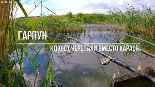 Клюют черепахи вместо карася