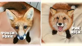 Foxie Fox vs Rick the Fox. How similar are they?