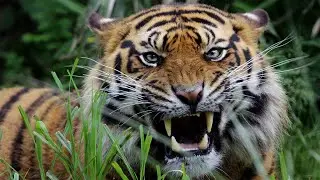 Амурский тигр: суперхищник который ест даже медведей!