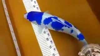 KOI BIRU LANGKA .