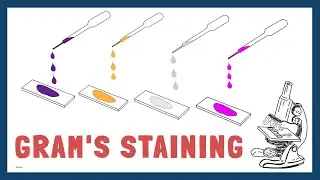 Gram's Staining