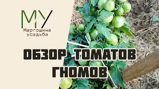 Обзор томатов гномов в конце июля
