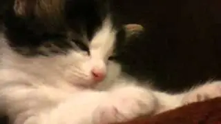 Likeboe 's Charley