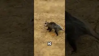 The Opossum's Oscar-Worthy Performance: Fooling Predators!