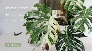 Indoor Plant Care Vlog | Monstera Thai Constellation Trimming and Propagation