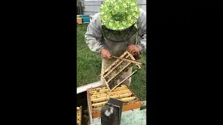 Результат вывода маток джентером