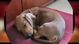 РАЗГОВОР С БЕЗДОМНОЙ СОБАКОЙ...