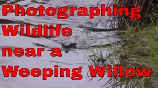 Capturing Winged Wonders: Bird Photography At A Weeping Willow