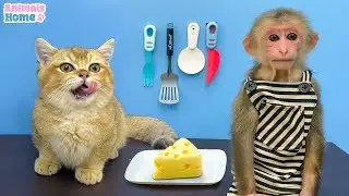Kitty steals BiBi's cheese