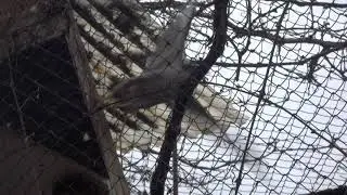 сокола F.peregrinus calidus захищають кладку.falcons F.peregrinus calidus protect the laying.
