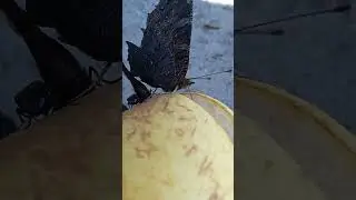 Бабочки Павлиний глаз на груше 2