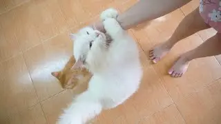 How Long Can Cats Stand By Two Legs? - Challenge 6