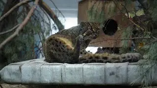 Пара мраморных кошек Диа и Пират.
