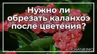 Нужно ли обрезать каланхоэ после цветения? | toNature.Info