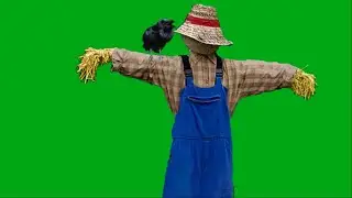 Fearless Crow Sitting On Scarecrow green screen with sound
