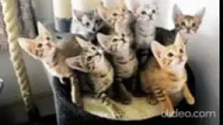100% you will laugh or cry when you see this cute and funny cat video