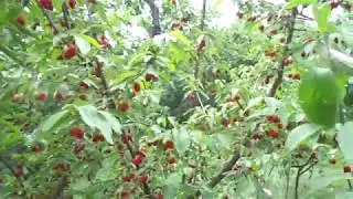 Dogwood: pruning and shaping into a cup - a constant harvest.