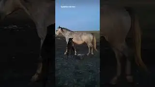 A family of horses