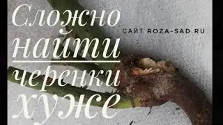 Unpacking a parcel with roses from the site roza-sad.ru
