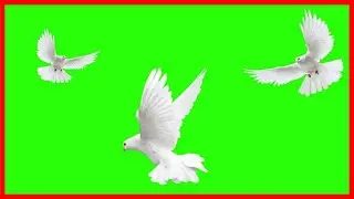 Pigeon Green Screen Video 🕊️ Green Screen Dove | Green Screen Flying Pigeon | Green Screen Pigeon