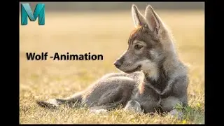 Wolf and grasshopper -Animation Clip
