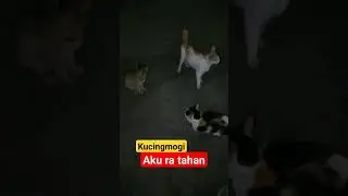 Aku ra tahan #shorts #viral #shortsvideo