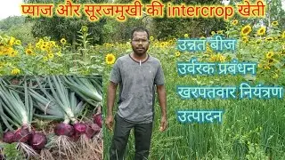 प्याज की उन्नत खेती | onions || pyaj ki kheti kaise kare || sunflower ki kheti | intercropping kheti
