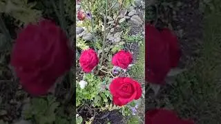 Яркие краски осени. Красота в саду в середине сентября #shorts #short #shortvideo