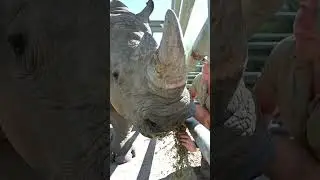 Rhino Training