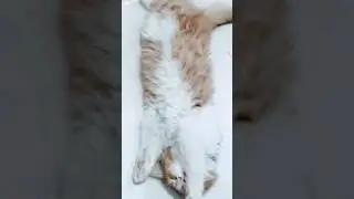 #ترند  #catvideos #catlover #cats #cat #قطط_مضحك  #قطط_صغيرة  #قطط  #بزونه #قطط_شيرازي #samerapps