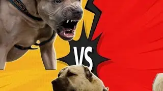 American Pitbull vs Kangal