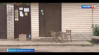 Стая бродячих собак держит в страхе жителей Дмитрова