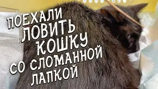 Спасение животных / Отлавливали дикую кошку со сломанной лапкой