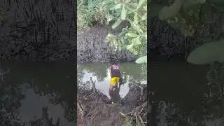 nanguha ng talaba