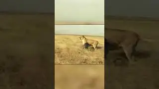 Бородавочник Атакует Львицу