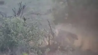 Mother Bear vs Tiger Fight For Survival Battle, Cheetah vs Warthog - Wild Animals 2018-Chanel Wild 9
