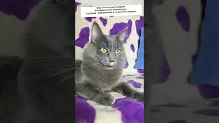 ГОВОРЯЩИЙ КОТ ПЁСЯ О ЯДОВИТОМ ФИКУСЕ! 