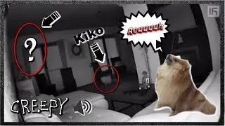 KIRA REAGIT AU SON ETRANGE DE NOTRE VIDEO SURVEILLANCE !┆Spitz nain