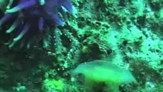 актинии.wmv