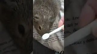 нова практика чухання #guineapig #морская_свинка