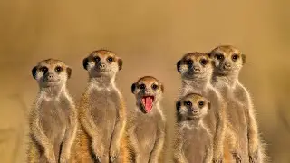 MİRKET SESİ (MEERKAT SOUND)