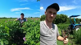 ДРУГИЙ УКІС ЛЮЦЕРНИ та РЕЗУЛЬТАТ РОЗСАДИ!