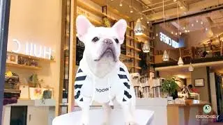 dog white hoodie coat for medium small dogs