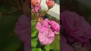 СиМ Голубка и ЮВ Карфг