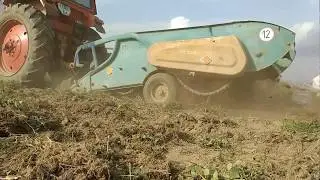 Трактор ЮМЗ. Копання картоплі.