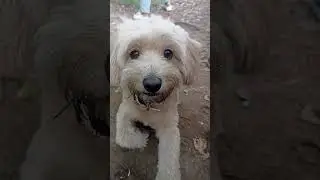 #залетит #подпишись #пëсик#мальтипу #собака