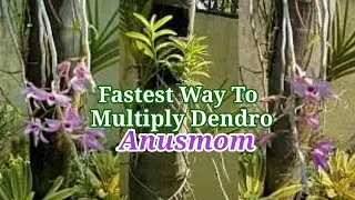 Fastest Way To Multiply Your Dendrobium Anosmum Orchid