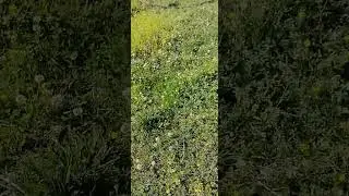 как найти работу в Грузии?